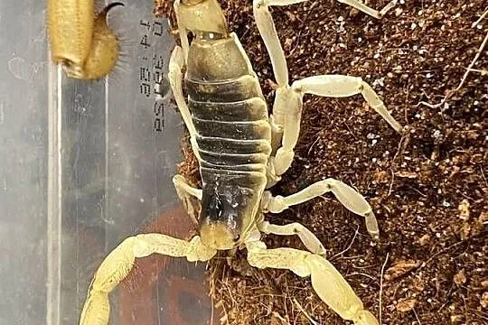 największy skorpion Ameryki Pn Hadrurus arizonensis, Śląskie, Gliwice