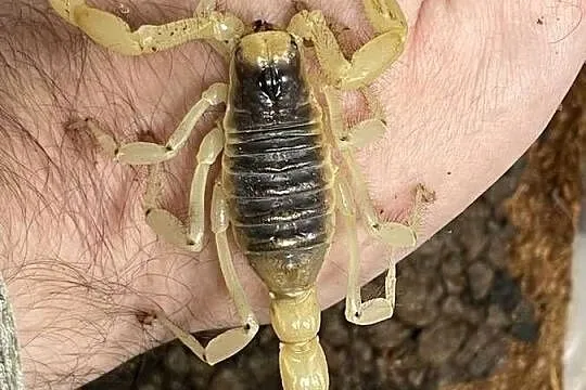 największy skorpion Ameryki Pn Hadrurus arizonensis, Śląskie, Gliwice