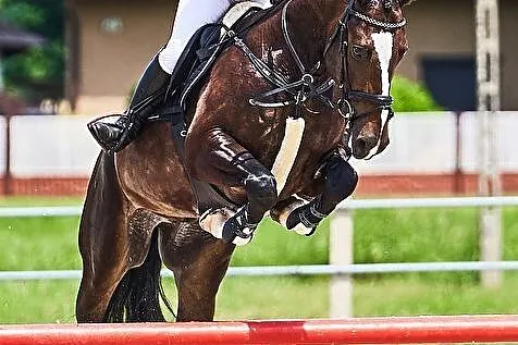 6 letni wałach do sportu, , 