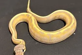 Pyton regius - Banana Genetic Stripe Enchi