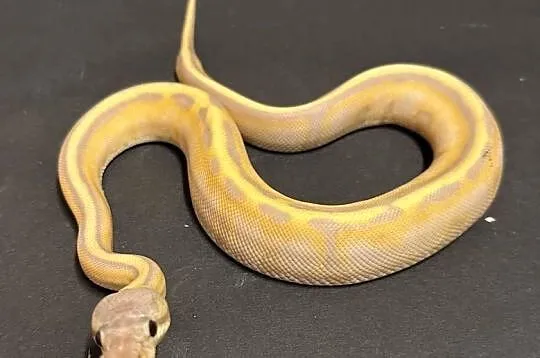 Pyton regius - Banana Genetic Stripe Enchi