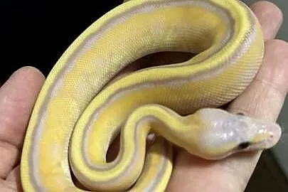 Pyton regius - Banana Genetic Stripe Enchi, Kujawsko-pomorskie, Bydgoszcz