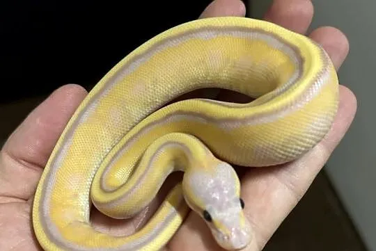 Pyton regius - Banana Genetic Stripe Enchi, Kujawsko-pomorskie, Bydgoszcz