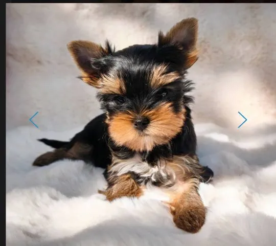 Szczenięta York Terrier do adopcji i adopcji E-mail: amandinelisa01@gmail.com, , Opole