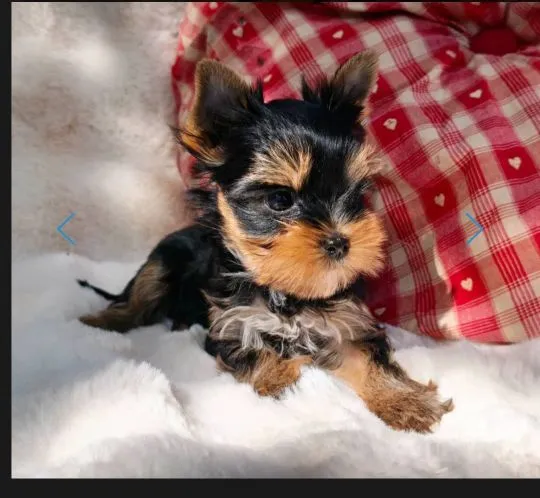 Szczenięta York Terrier do adopcji i adopcji E-mail: amandinelisa01@gmail.com, , Opole