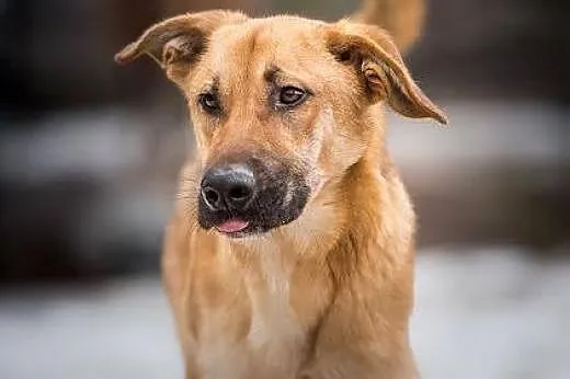 Orion - młody, energiczny pies do adopcji,  lubels