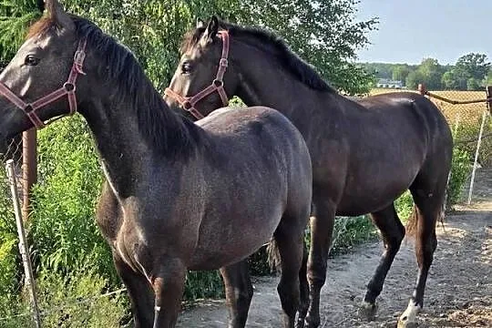 Klacz śląska roczna i dwu letnia kara, siwa, koń, śląski,, Łódzkie, Koluszki