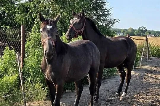 Klacz śląska roczna i dwu letnia kara, siwa, koń, śląski,, Łódzkie, Koluszki