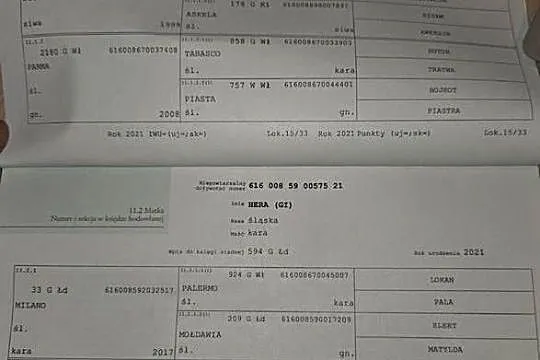 Klacz śląska roczna i dwu letnia kara, siwa, koń, śląski,, Łódzkie, Koluszki