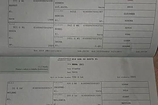 Klacz śląska roczna i dwu letnia kara, siwa, koń, śląski,, Łódzkie, Koluszki