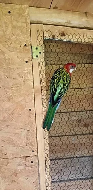 Rozella bialolica Para Lęgowa., Mazowieckie, Maryno