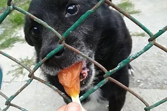 Zgryzio - najmniejszy psiak w schrosniku, prześmieszny cudak!,  małopolskie Kraków, Małopolskie, Kraków