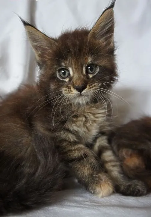 MAINE COON - do odbioru, śliczne, małopolskie Kr