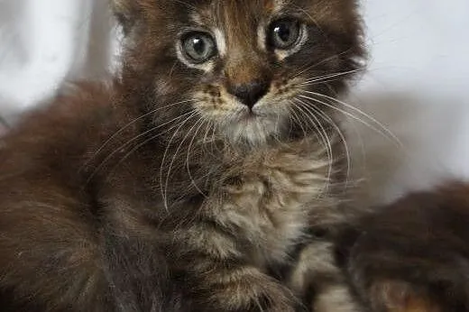 MAINE COON - do odbioru,  śliczne,  małopolskie Kr