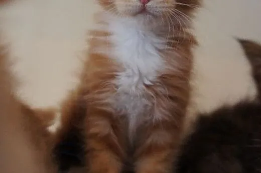 MAINE COON - do odbioru,  śliczne,  małopolskie Kr