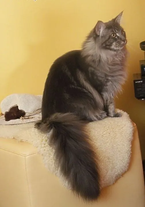 Maine coon kocur, dolnośląskie Lubin