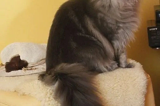 Maine coon  kocur,  dolnośląskie Lubin