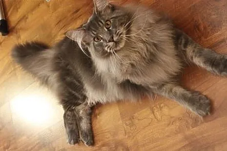 Maine coon  kocur,  dolnośląskie Lubin