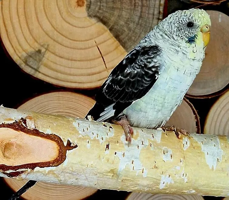 papużka falista blackwing czarnoskrzydła papugi czarnoskrzyd, Śląskie, Gliwice