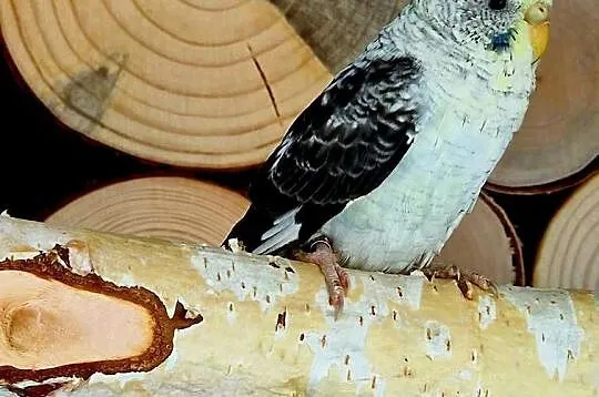 papużka falista blackwing czarnoskrzydła papugi czarnoskrzyd