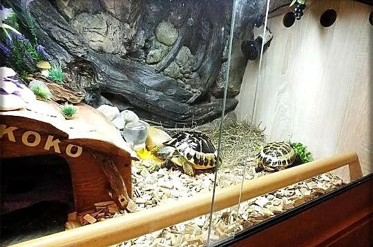 Żółw Grecki i Żółw Stepowy razem lub osobno Sprzedam w dobre ręce, Lubuskie, Lubsko