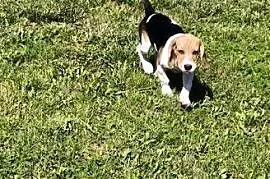 Piesek Beagle tricolor metryka czip wyprawka