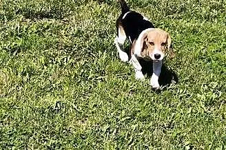 Piesek Beagle tricolor metryka czip wyprawka
