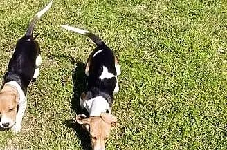 Piesek Beagle tricolor metryka czip wyprawka, Łódzkie, Poddębice