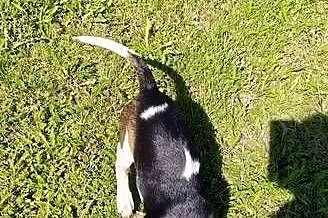 Piesek Beagle tricolor metryka czip wyprawka, Łódzkie, Poddębice