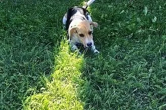 Piesek Beagle tricolor metryka czip wyprawka, Łódzkie, Poddębice