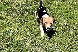 Piesek Beagle tricolor metryka czip wyprawka, Łódzkie, Poddębice