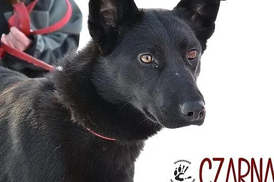 Czarna :) Niesamowicie przyjazna i pozytywna psina do adopcji :)