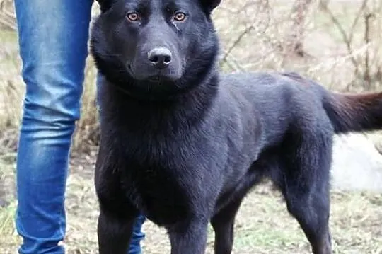 Czarna :) Niesamowicie przyjazna i pozytywna psina