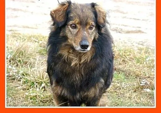 12 kg,wesoły psiak KULKO,przytulaśny,sympatyczny,k