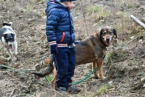 Kora starsza sunia szuka domku na zawsze!!!,  dolnośląskie Wrocław