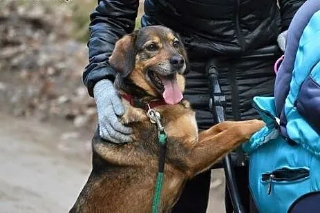 Kora starsza sunia szuka domku na zawsze!!!,  doln