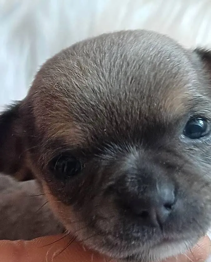 Chihuahua krótkowłosa przeurocze, Łódzkie, Zgierz