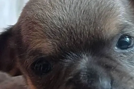 Chihuahua krótkowłosa przeurocze, Łódzkie, Zgierz