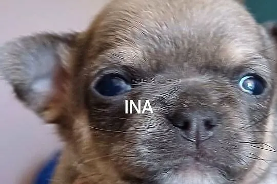Chihuahua krótkowłosa przeurocze, Łódzkie, Zgierz