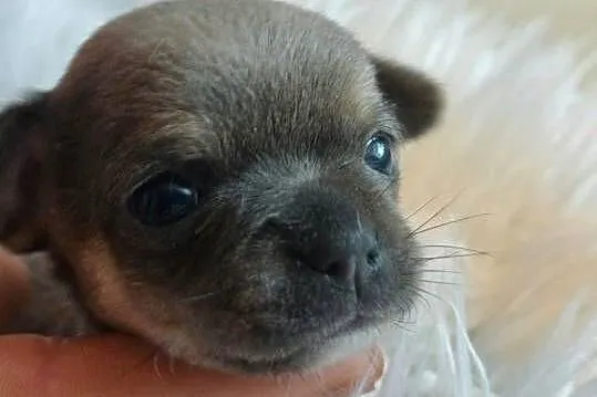 Chihuahua krótkowłosa przeurocze, Łódzkie, Zgierz