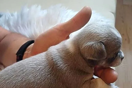 Chihuahua krótkowłosa przeurocze, Łódzkie, Zgierz