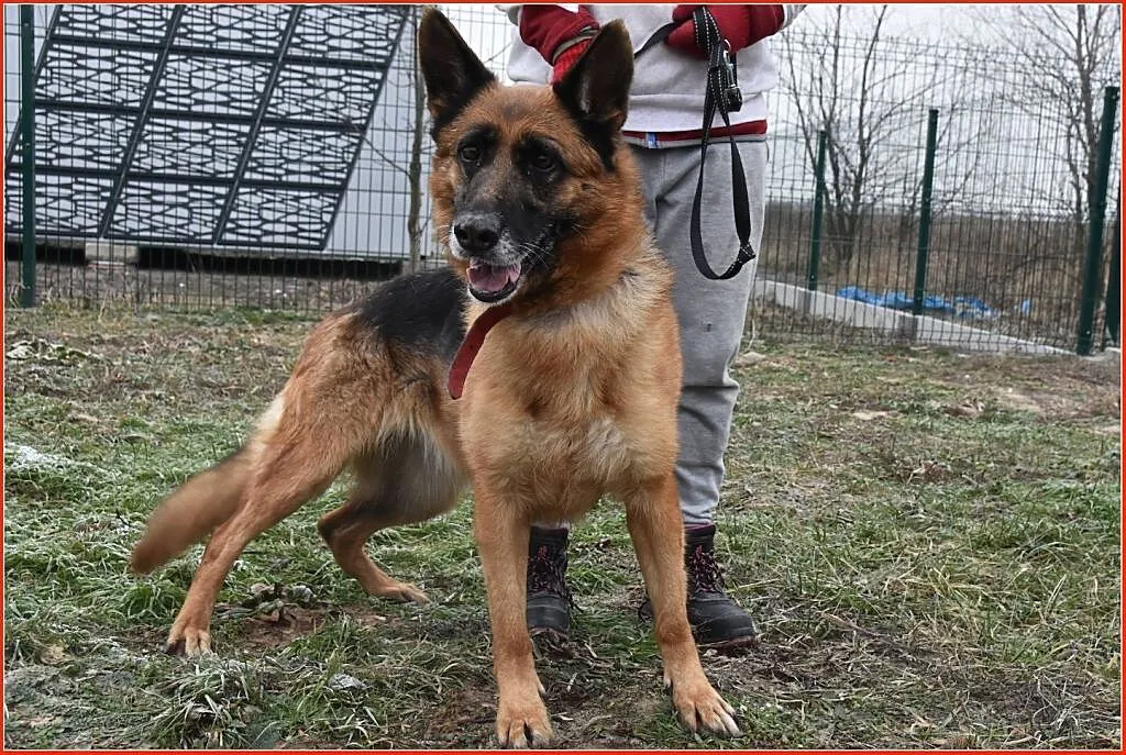 Suczka owczarka niem.,5 letnia,mądra,kontaktowa,sterylizowana ZEZULA.Adopcja., , Wrocław