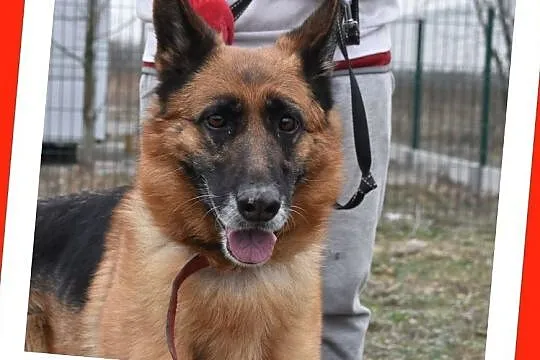 Suczka owczarka niem.,5 letnia,mądra,kontaktowa,sterylizowana ZEZULA.Adopcja., , Wrocław
