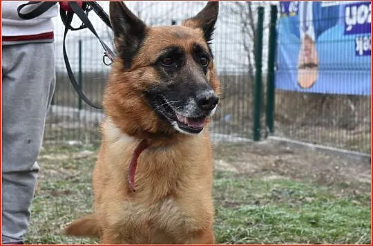 Suczka owczarka niem.,5 letnia,mądra,kontaktowa,sterylizowana ZEZULA.Adopcja., , Wrocław
