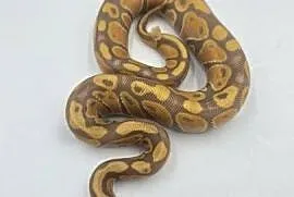 Pyton Królewski samica Banana YB