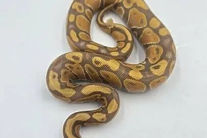 Pyton Królewski samica Banana YB