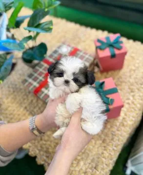 Uroczy piesek rasy Shih Tzu Teacup do adopcji... napisz do mnie na WhatsApp: +44 7453 907158, , Legnickie Pole