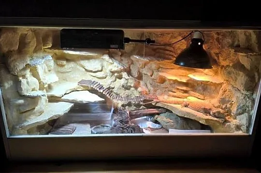 Agama brodata z terrarium