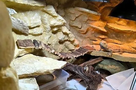 Agama brodata z terrarium, Mazowieckie, Pruszków