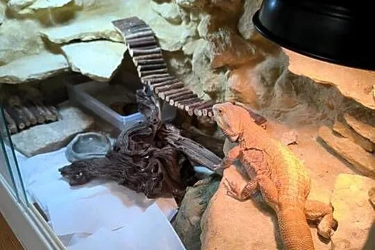 Agama brodata z terrarium, Mazowieckie, Pruszków